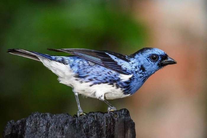 pair of mwxican tanagers