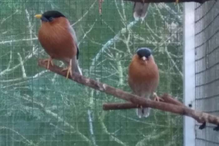 koppel pagode spreeuwen van 2024