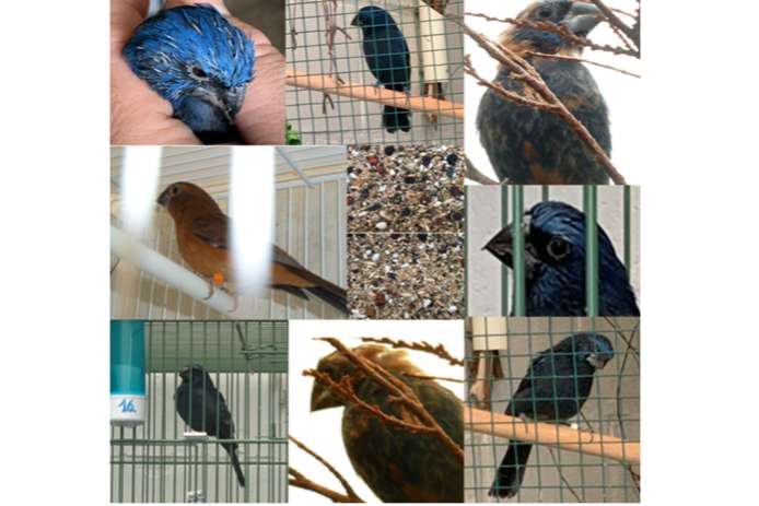 op zoek naar kwekers van 'braziliaanse' blauwe bisschop