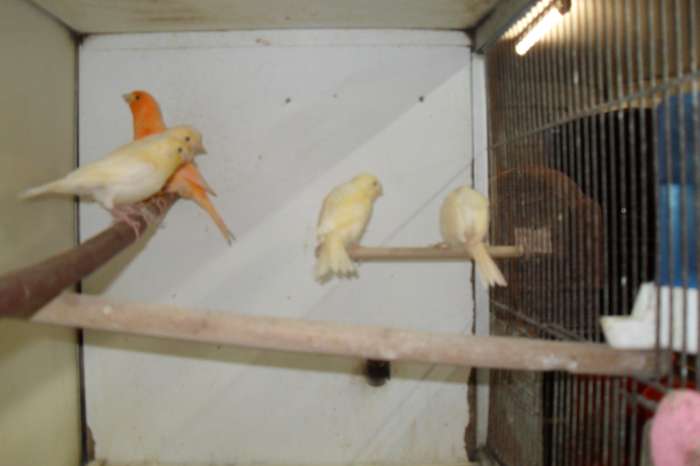 kanaries gevraagd /ook aangeboden