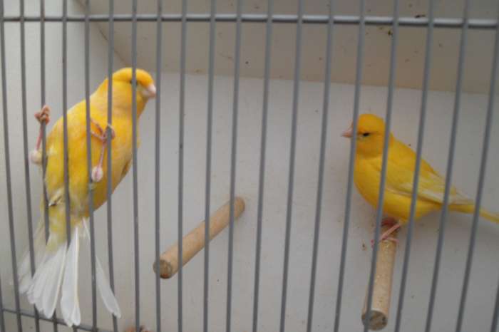 kanaries gevraagd /ook aangeboden