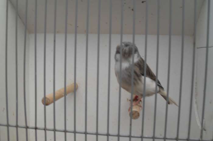 kanaries gevraagd /ook aangeboden