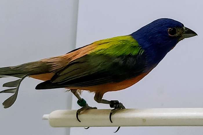 mexicaanse nonpareil