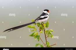 dominicaner wideo gezocht