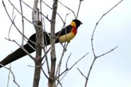 long-tailed paradise whydah gezocht