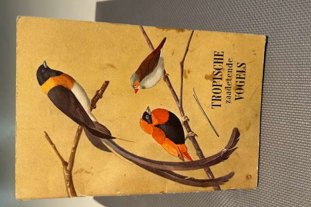 tropische zaadetende vogels