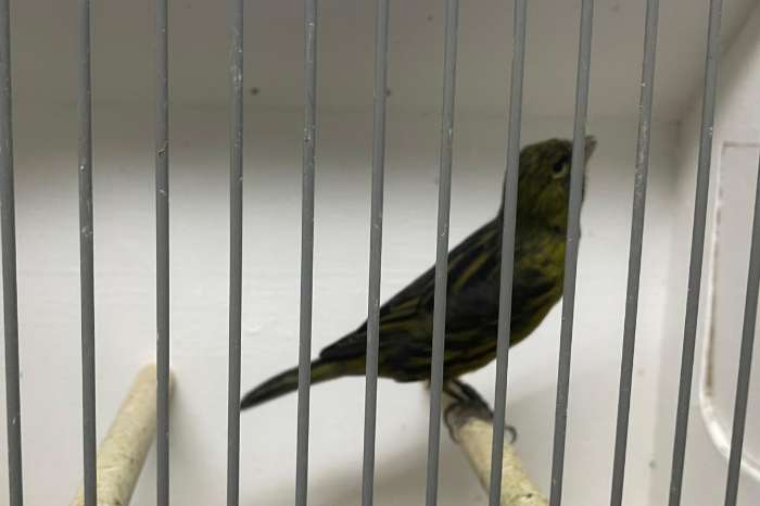 zwart gele kleur kanaries