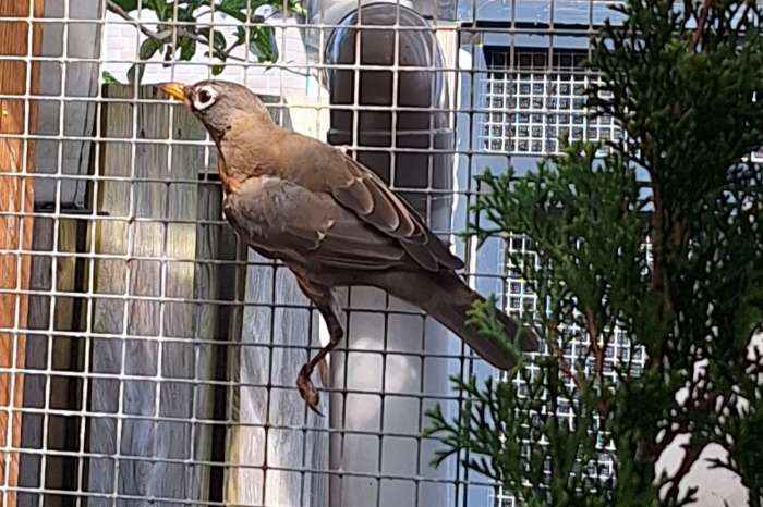 roodborstlijster pop