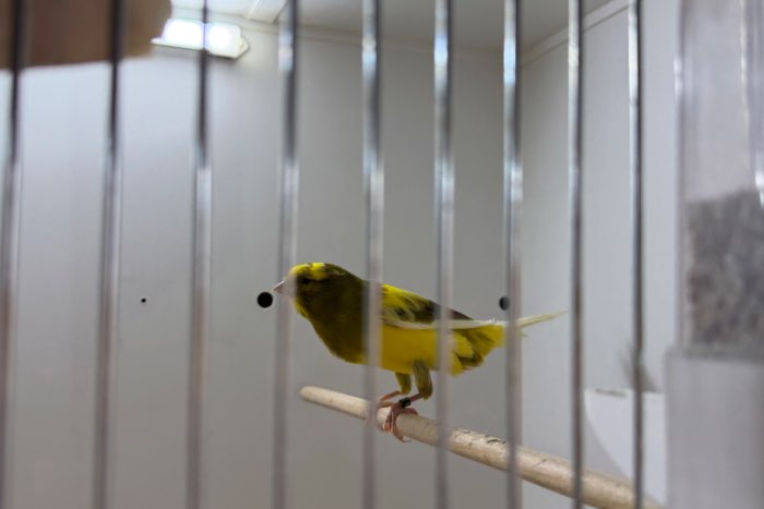 div yorkshire kanaries