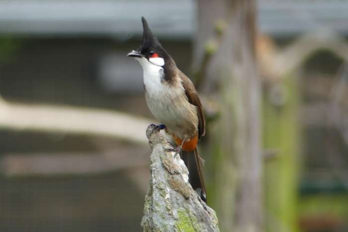 roodoor buulbull pop