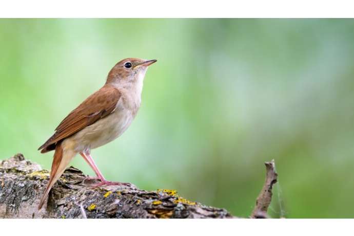 europese nachtegaal man/pop