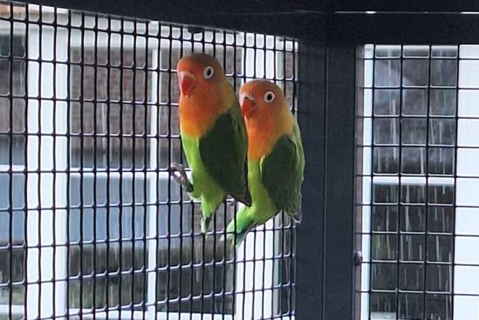 2 jonge agapornis fischerie wildkleur