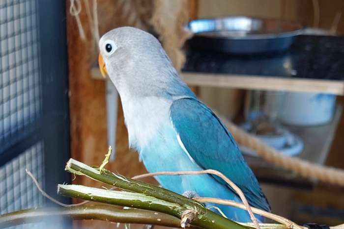 jonge fischerie blauw