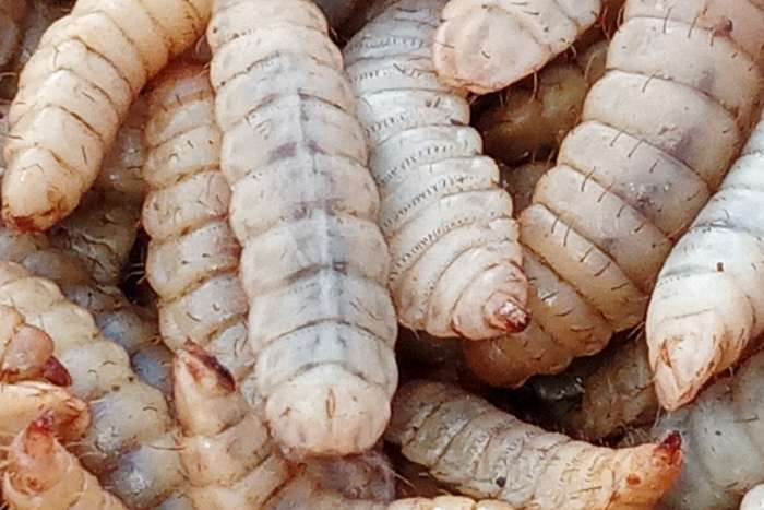 promo full box diepvries insecten / frozen insects !!!!