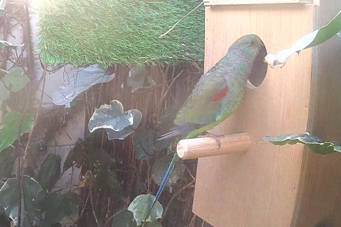 veelkleuren parkiet pop