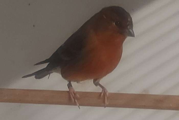 unieke bastaard goudvink x kanarie