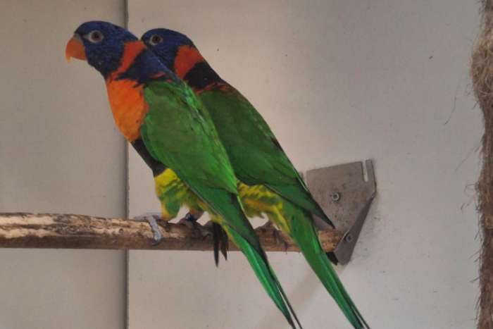 koppel roodnek blauwe bergen