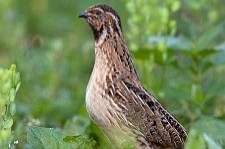 europese kwartels (zuiver ras)