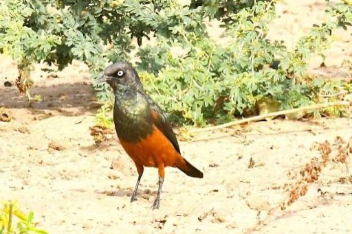 4-2 roodbuik glansspreeuw (lamprotornis pulcher)