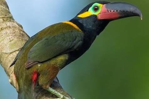 diverse arassaris - different aracari’s