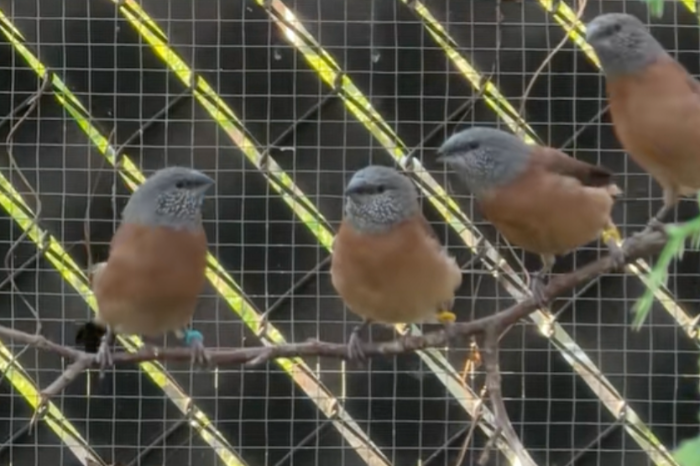 kweekkoppel parelhalsamadines