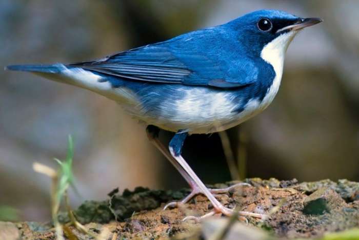 siberische blauwe nachtegaal man