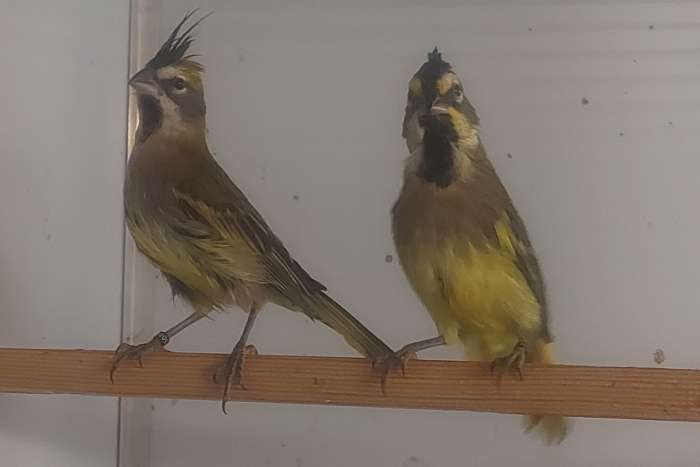 koppel groene kardinalen