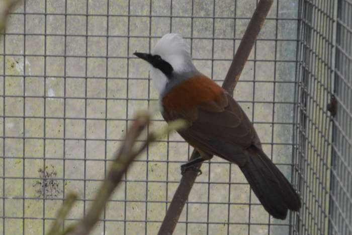 witkuif gaailijster.