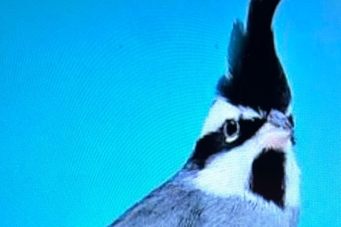 boliviaanse bergkardinaal