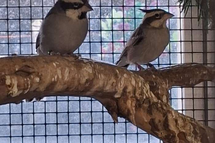 boliviaberg kardinalen