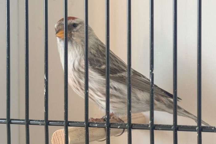 pastel ( ex agaat) grote barmsijs