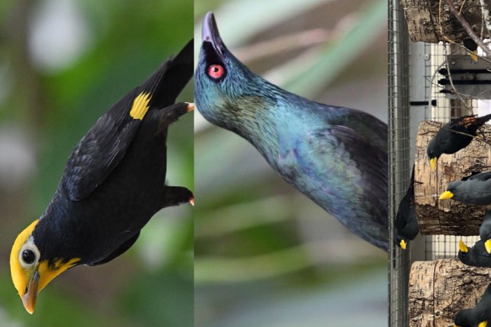 gezochte vogels, hledají se ptáci, cercasi uccelli