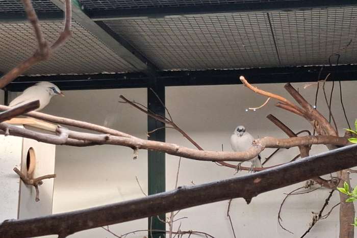 koppel balie spreeuw