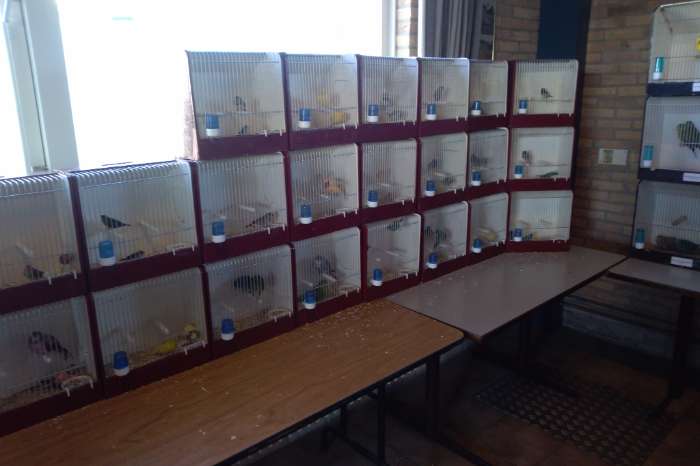 vogelmarkt in grootebroek