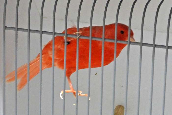 vogelmarkt in grootebroek