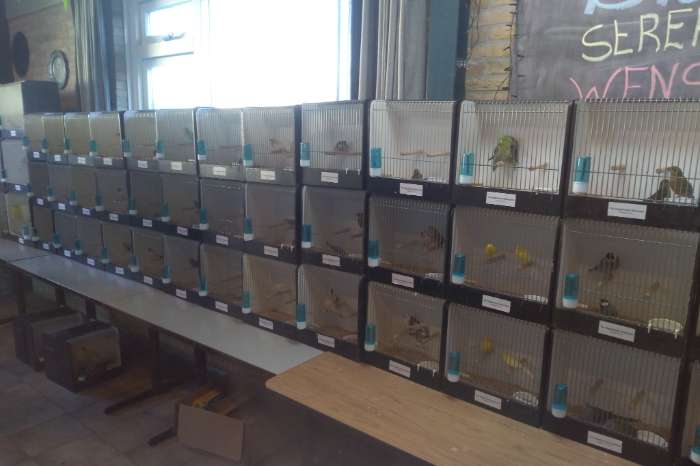 vogelmarkt in grootebroek