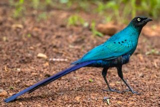 1-1 langstaart glansspreeuw (lamprotornis caudatus)