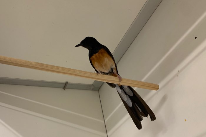 pop schamalijster 2025