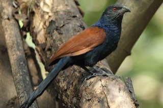 te koop: koppel chinese spoorkoekoek (met dna-bepaling)