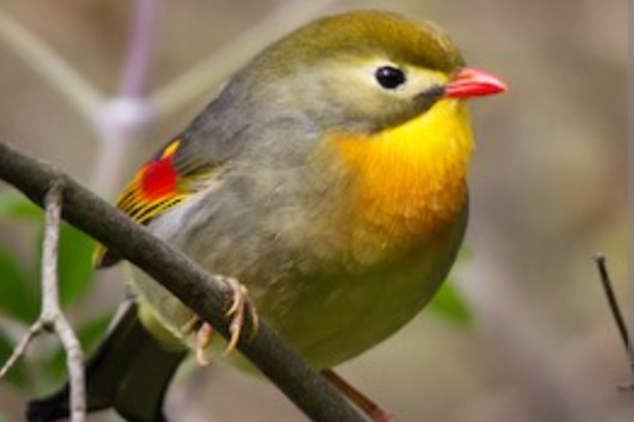 japanse nachtegaal man