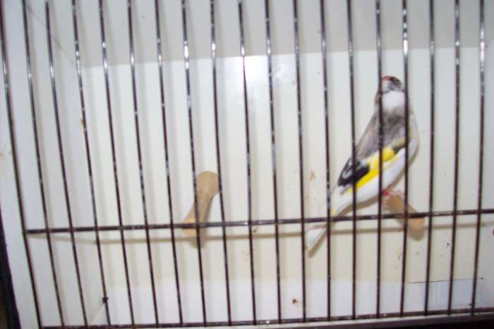 major mutatie putters ,