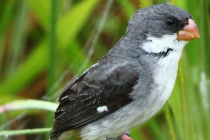witbuikdikbekje (sporophila leucoptera)