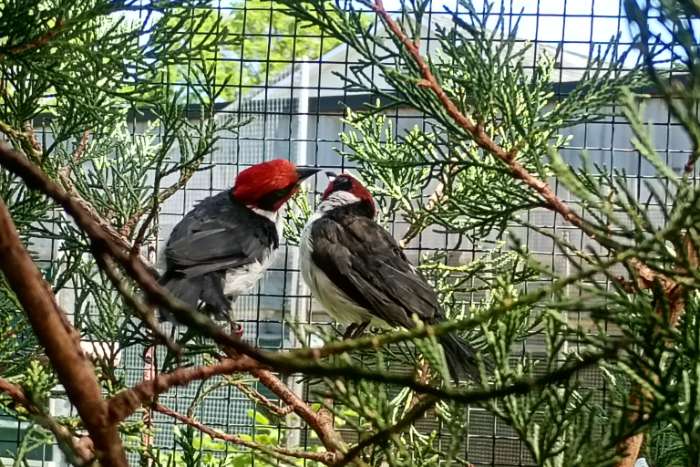 masker kardinaal koppel