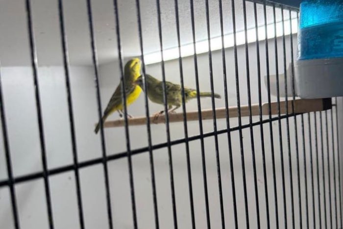 koppel geelbuikcini’s onverwant 2025