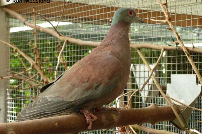 1-0 roodrug duiven / patagioenas cayennensis