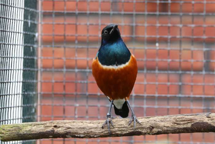 koppel driekleurglansspreeuw 2024-2025