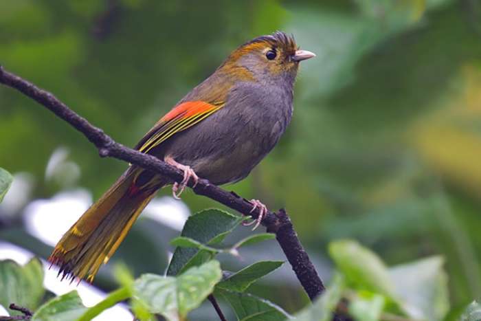 omei timalie man gezocht