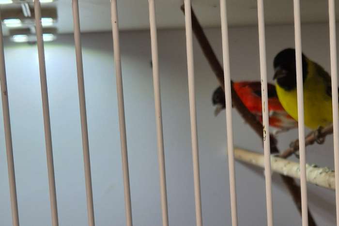 kapoetsensijs magellaansijs man