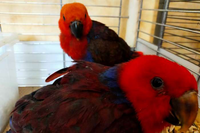 ng edelpapegaai pop 2026