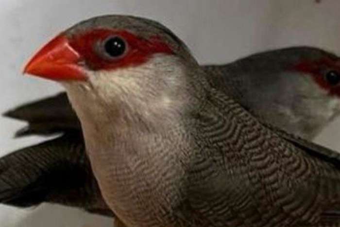 sint helena  fazantjes